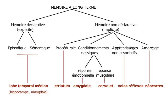 Schéma des relations entre les zones cérébrales et le type de mémoire sollicité