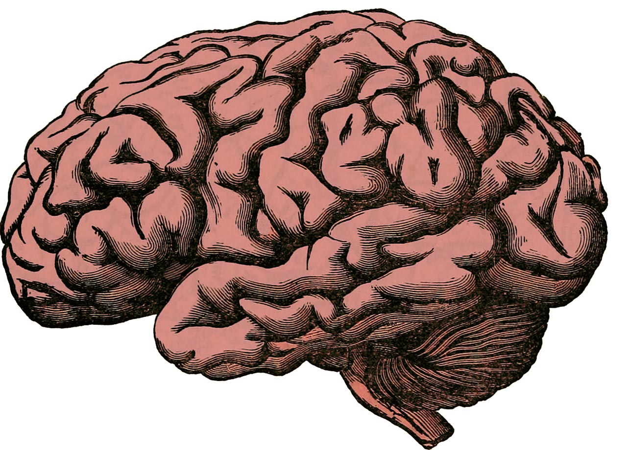 Quels sont les zones du cerveau ?