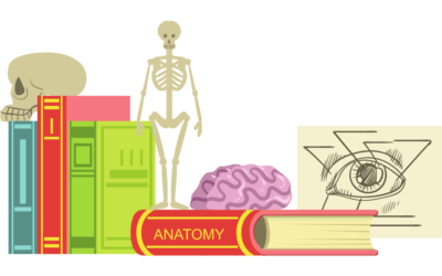 Mémoriser une planche d’anatomie